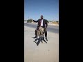 الأولد هريدى الأولد هريدى