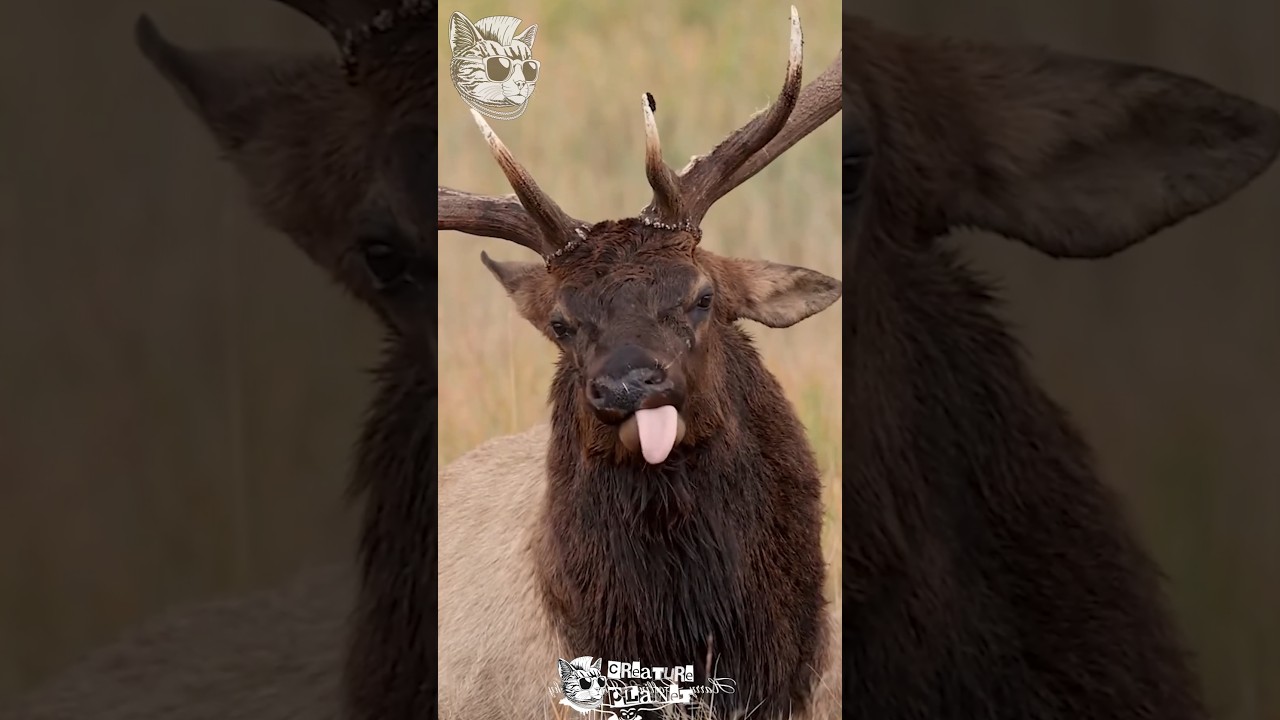 Amazing animal evaluation 2024 