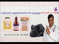 Calcium Supplements for Puppy/Dog: To Give or Not? ( Hindi )