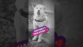 🐕 Hachiko’s True Story ❤️ #hachiko #dog #dogfacts #loyalty #japan