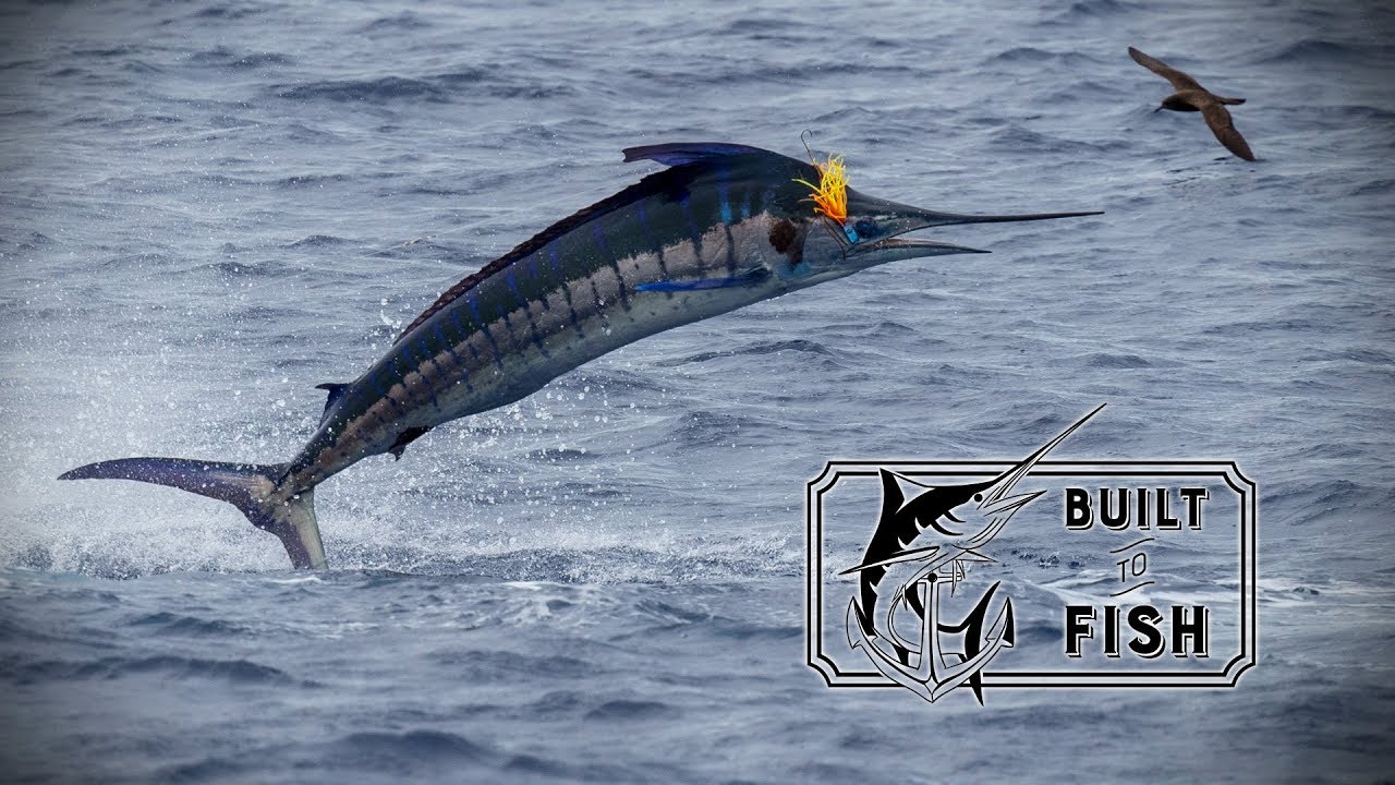 Built to Fish Season 2 Episode 7 The worlds best Marlin Fishing on