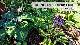 картинка: Топ-20 самых ярких хост июля 2025 #хосты