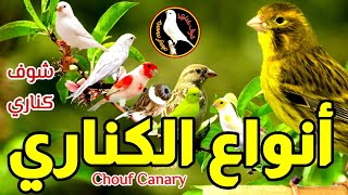 أفضل أنواع طيور الكناري و أسماؤها - تعرف على انواع الكناري و اسماؤها بالعربي