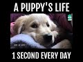 Puppy s life every day