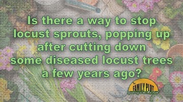 How do I stop locust sprouts coming up from the roots of a cut down tree?
