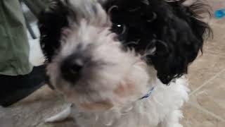 Meet Rocky the Puppy. Might Just Train Him To Talk, lol 😆  #fyp #dog #doglover #shorts #bbkivines