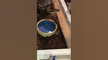 Snake feeding! #snake #python #snakefeeding #trending #feeding #pets #mouse #foodtime #fyp #petfun