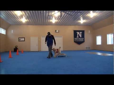 nora-(golden-retriever)-dog-training-video