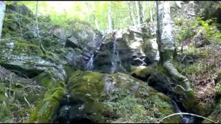 Quinto Real,Navarra.Temporada de hongos.
