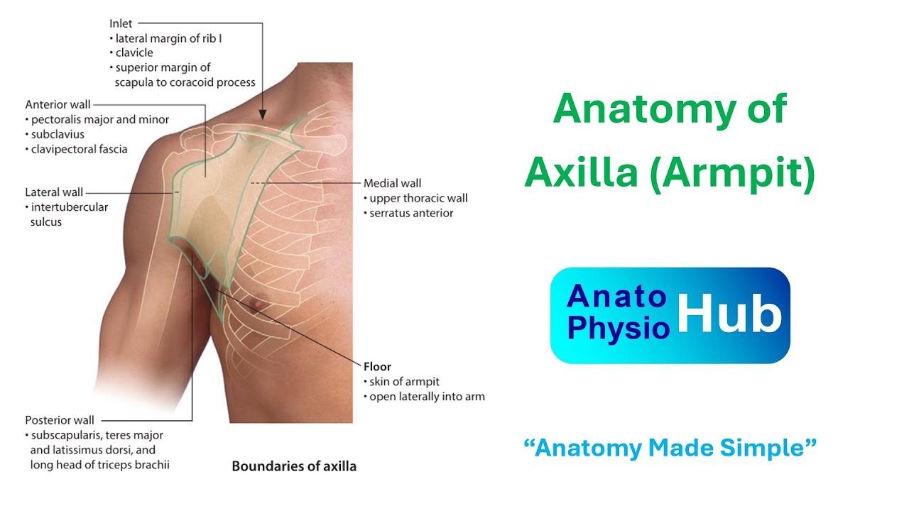 Anatomy of Axilla