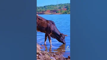 Fiincaaha Madda Ibsa Guddicha 