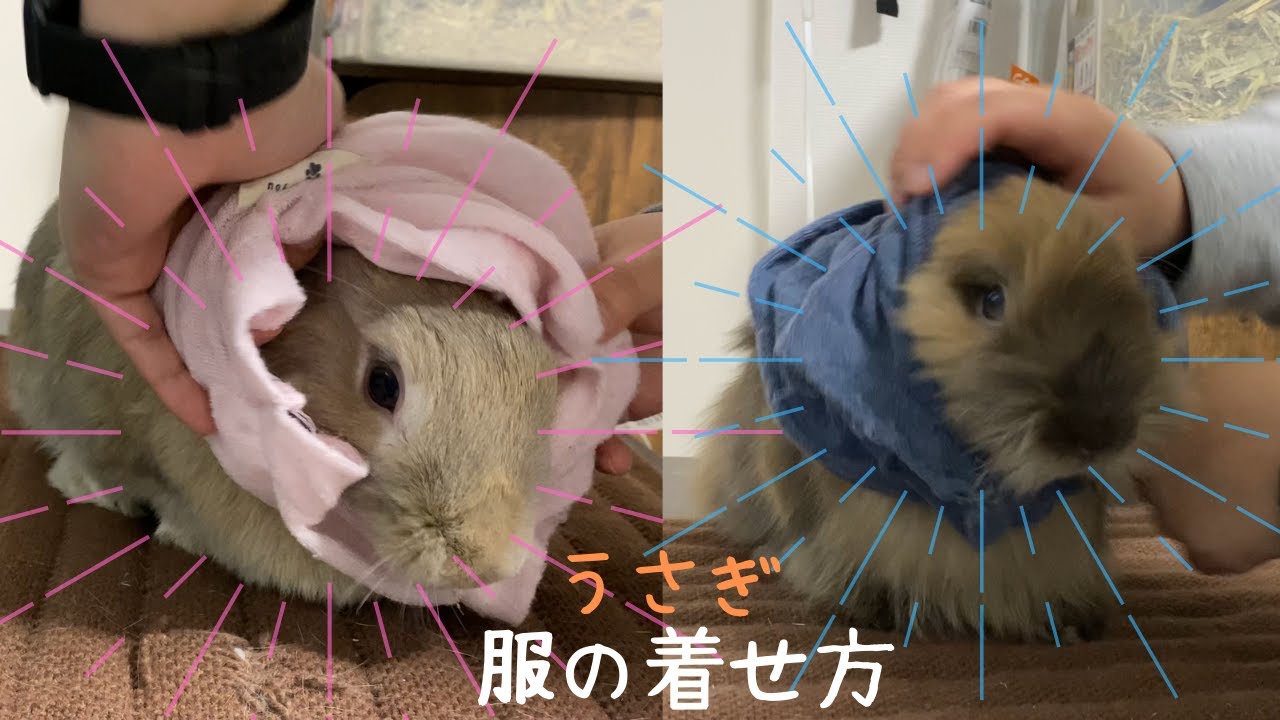 540【うさぎに服を着せる方法】服はダイソー300円Sサイズがほとんど