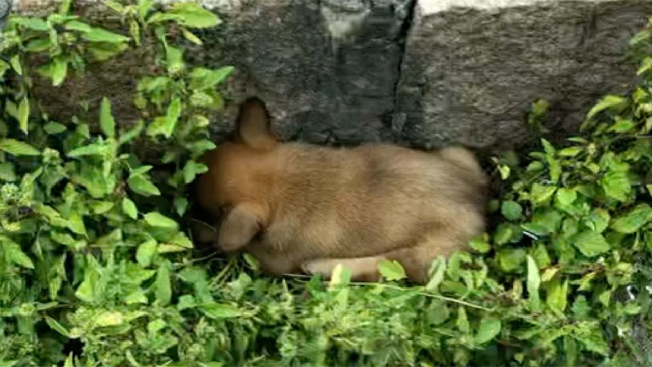 Paralyzed hind legs, the helpless puppy lay crying loudly on the grass by the roadside