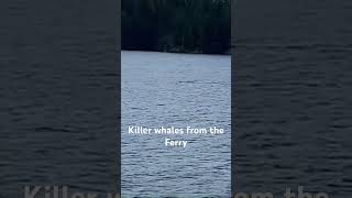 Beautiful Killer Whales breaching! #shortsvideo #shortsfeed #killerwhales #beautifulbc