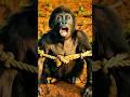 Brave Gorilla Rescue in Amrican Fields. #gorillarescue #gorilla #animalrescue