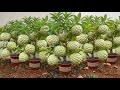 A great new way to grow mango trees Cutting and grafting with aloe vera. how to grow mango trees