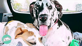 140 Pound Dane Acts Like a Baby Until His Bro Showed Up | Cuddle Dogs