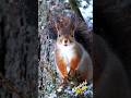 cute squirrel fun 😊 #squirrel #nature