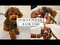 RED TEACUP POODLE PUPPY GETS BATH + TEETH BRUSHED