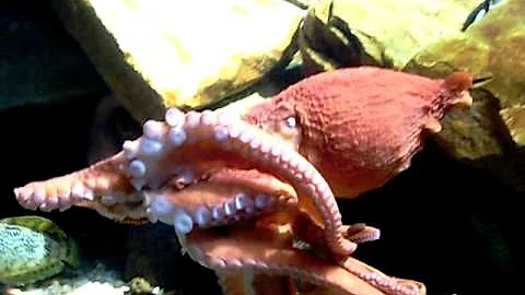 octopus moving through the water