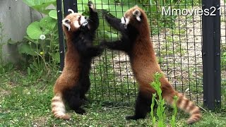 Naughty boy Red Panda やんちゃな息子に手を焼くレッサーパンダ