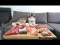 Leaving my Husky home alone with buffet of his favorite foods..