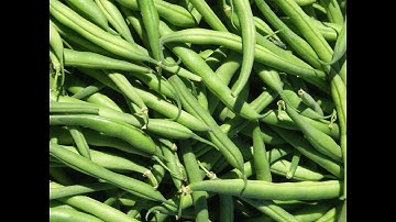 Green Bean Sorting Raytec