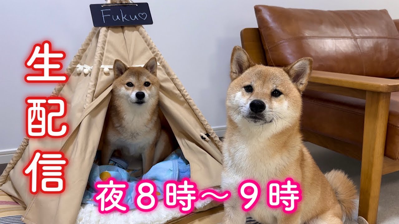 🔴生配信】1時間程お話ししましょう🐶💕 - YouTube