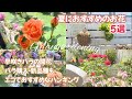 【5月のガーデニング】夏におすすめのお花5選/早咲きバラの開花/バラ購入🌹新品種も/エコでおすすめなハンギング