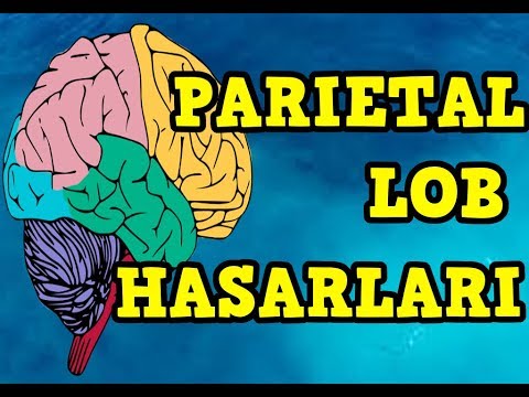 Parietal Lob Hasarları [Gerstmann Sendromu,Afazi,Agnozi] (TÜRKÇE)