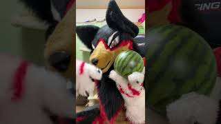 【獣化/fursuit#97】水曜の春のもふもふタイム🐾【ジュージュー】#獣化 #fursuit #shorts #Furtuber #雑談配信