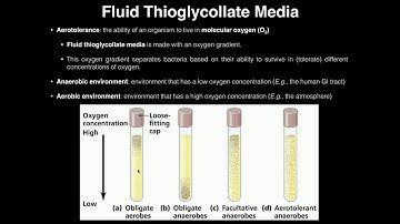 Microbiology Lab | Fluid Thioglycollate Media & Aerotolerance