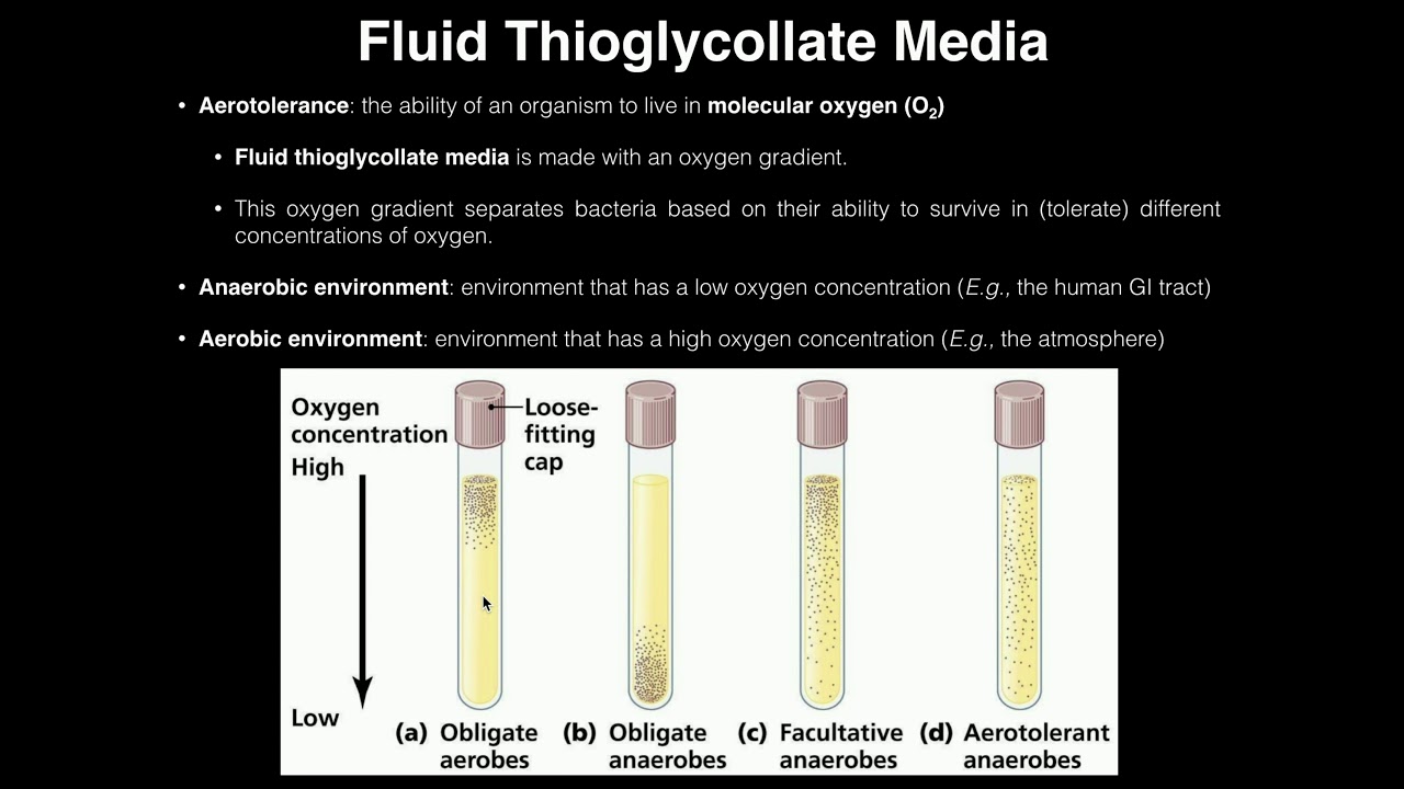 Microbiology Culture Media Chart