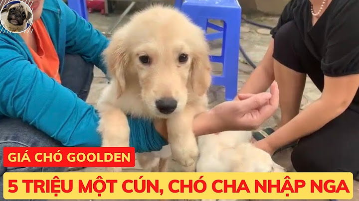 Chó golden thuần chủng giá bao nhiêu