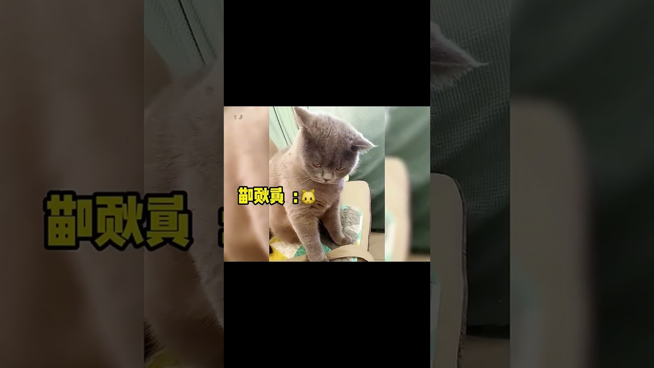 Crazy Pets in Action