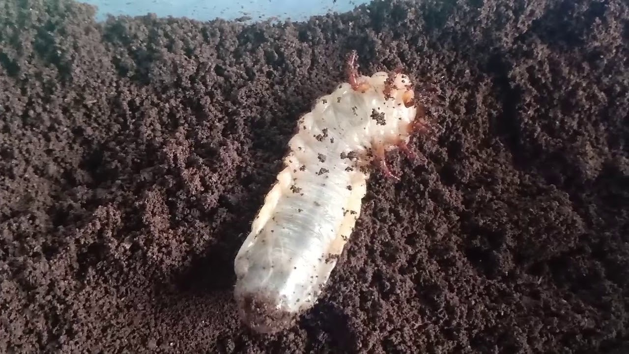 Larva Kumbang umur 9bln jenis Caucasus - YouTube