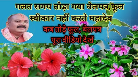 कब तोड़े फूल बेलपत्र।बेलपत्र फूल कब तोड़ना चाहिए।।पंडित प्रदीप जी मिश्रा सीहोर वाले