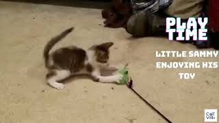 Video of Kitty Playing With Toy IS MELTING OUR HEARTS #shorts by Catvills 108 views 1 year ago 37 seconds