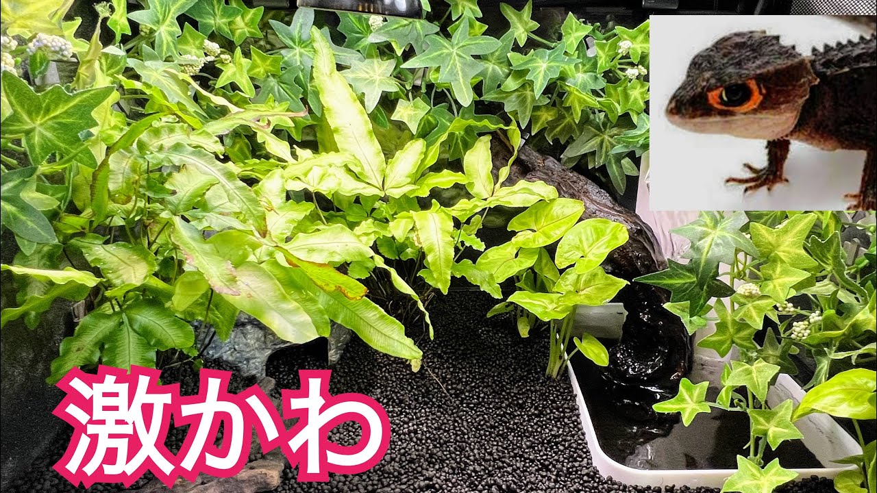 アカメカブトトカゲ、アクアテラリウムを作りお引越し。