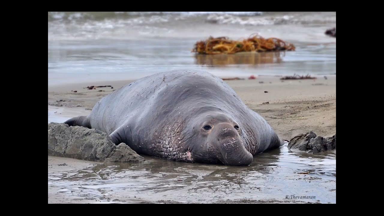 Где живет южный слон. Южный морской слон. Северный морской слон (Mirounga angustirostris). Морские слоны в Антарктиде. Mirounga Leonina.