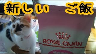 【子猫のフード】子猫のウンチが臭い！！のでフードを変えました