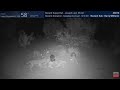 Coyote Pack Surrounds and Attacks Raccoon WARNING MAY BE UPSETTING TO SOME .. TWC San Angelo, TX