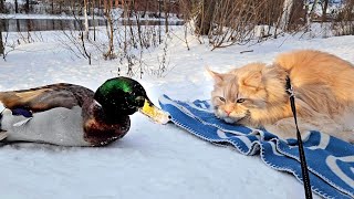 Cat Meets Ducks!