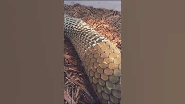 Snake skin shedding #shorts