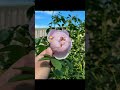 #garden #nature Peony symbolizes elegance, nobility, richness牡丹花雍容華貴、成熟、含蓄、美麗動人
