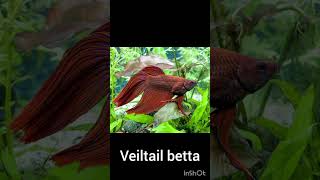 Top 5 Over Powerful Betta Fishes In Tamil