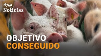 Thumbnail for SWINE FEVER: The Catalan government assures that the outbreak is "CONTAINED" | RTVE News