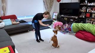 Can you make basenji listen without bribing them with food? Shifting the focus on the human. by Oringo, Ipy & Makena basenji training 522 views 7 months ago 5 minutes, 21 seconds