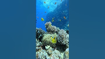 سورة الصف آيه 7 #رحمة_للعالمين #قرآن #shortvideo