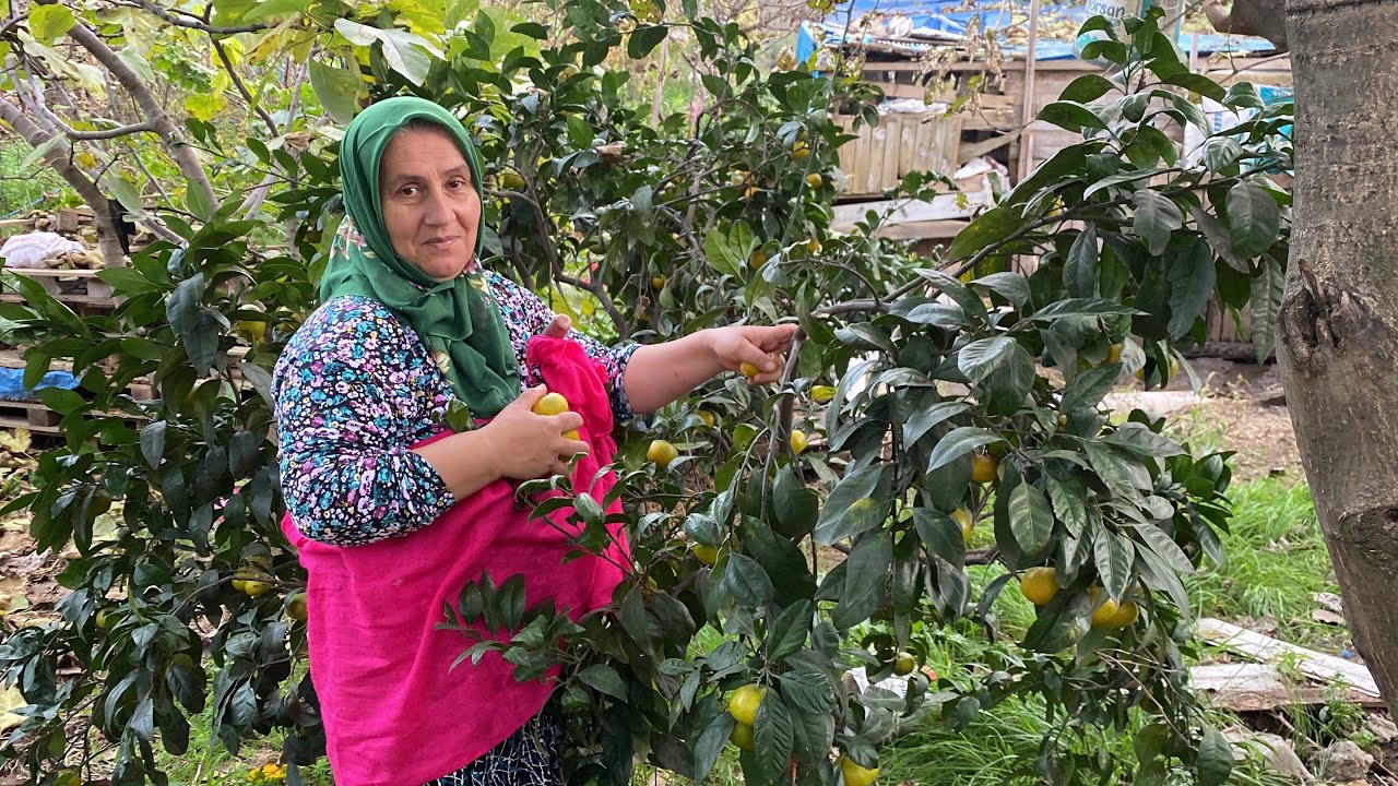 KÖYÜME GERİ DÖNDÜM | GELİN DALINDAN KOPARIP MEYVELERİMİZİ YİYELİM